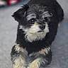 puppy, dog, black, cream, fur, pet, cute, animal, lying_down, soft, blurred_background, indoor, curious, small_dog, portrait, young, fluffy, mammal, companion, domestic