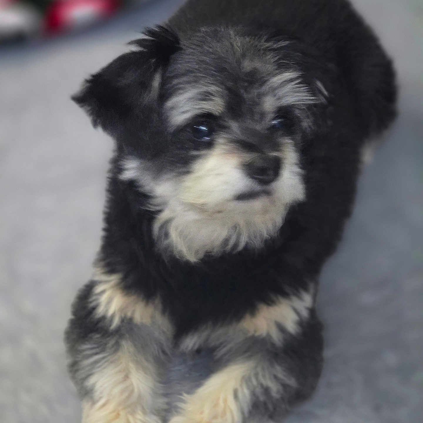 Jack Cornejo joined the competition — help win amazing prizes! puppy, dog, black, cream, fur, pet, cute, animal, lying_down, soft, blurred_background, indoor, curious, small_dog, portrait, young, fluffy, mammal, companion, domestic