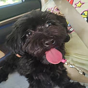 Cherry joined the competition — help win amazing prizes! dog, black_dog, tongue_out, pet, car, seatbelt, person, clothing, window, sunlight, indoor, lap, fur, closeup, happy, animal, canine, transportation, seat, blur
