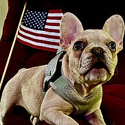 Treasure is registered to the contest to win money with this photo: alert, american_flag, animal, canine, close_up, companion, couch, cute, dog, domestic_animal, ears, french_bulldog, fur, harness, indoor, pet, portrait, puppy, red_couch, whiskers