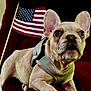 alert, american_flag, animal, canine, close_up, companion, couch, cute, dog, domestic_animal, ears, french_bulldog, fur, harness, indoor, pet, portrait, puppy, red_couch, whiskers