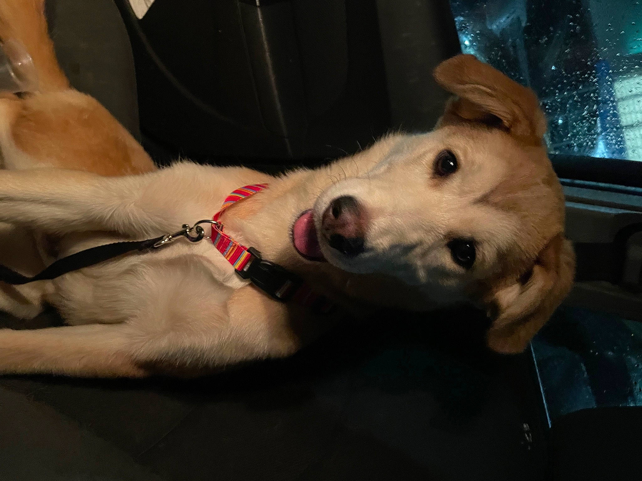 Nadja joined the competition — help win amazing prizes! canidae, carnivore, collar, companion_dog, dog, dog_breed, dog_collar, fawn, fur, non_sporting_group, paw, sporting_group, whiskers, window, working_animal, working_dog