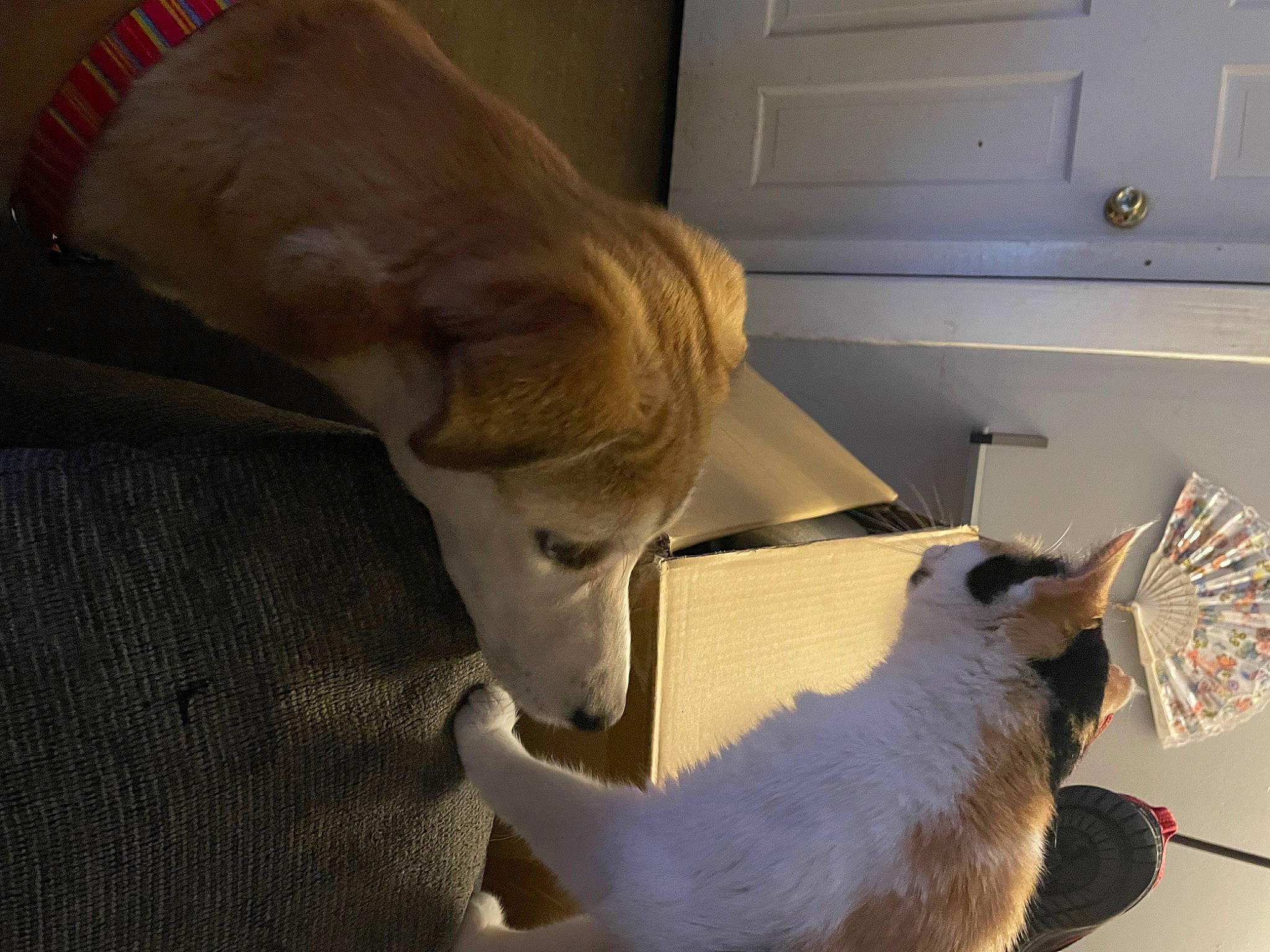 Nadja is registered to the contest to win money with this photo: cabinetry, canidae, cardigan_welsh_corgi, carnivore, cat, cockatoo, companion_dog, dog, dog_breed, fawn, felidae, flooring, fur, paw, small_to_medium_sized_cats, snout, spitz, tail, whiskers, wood