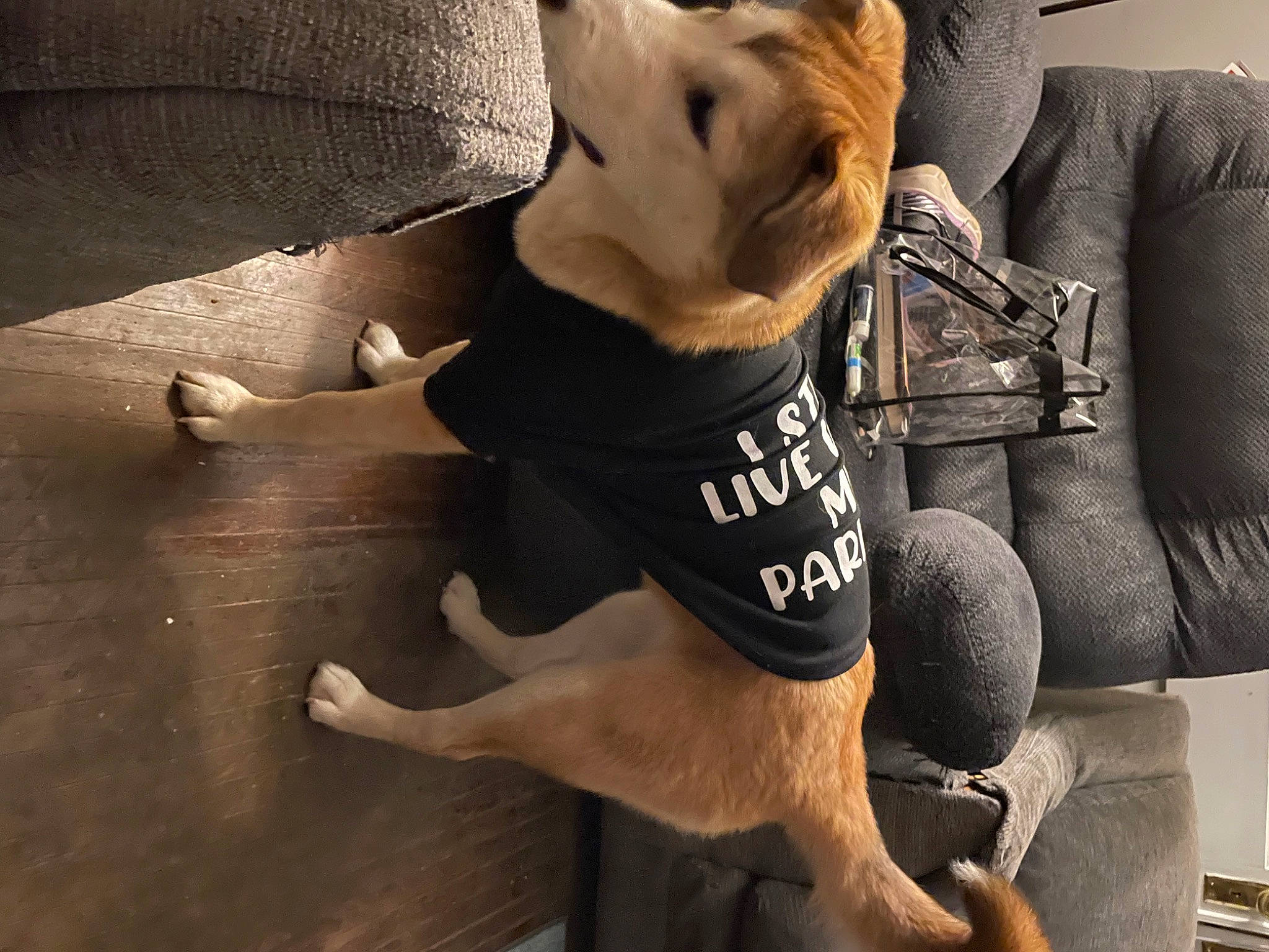 Nadja is registered to the contest to win money with this photo: canidae, carnivore, comfort, companion_dog, dog, dog_breed, dog_clothes, fashion_accessory, fawn, flooring, foot, fur, human_leg, personal_protective_equipment, snout, sporting_group, tail, thigh, wood, working_animal