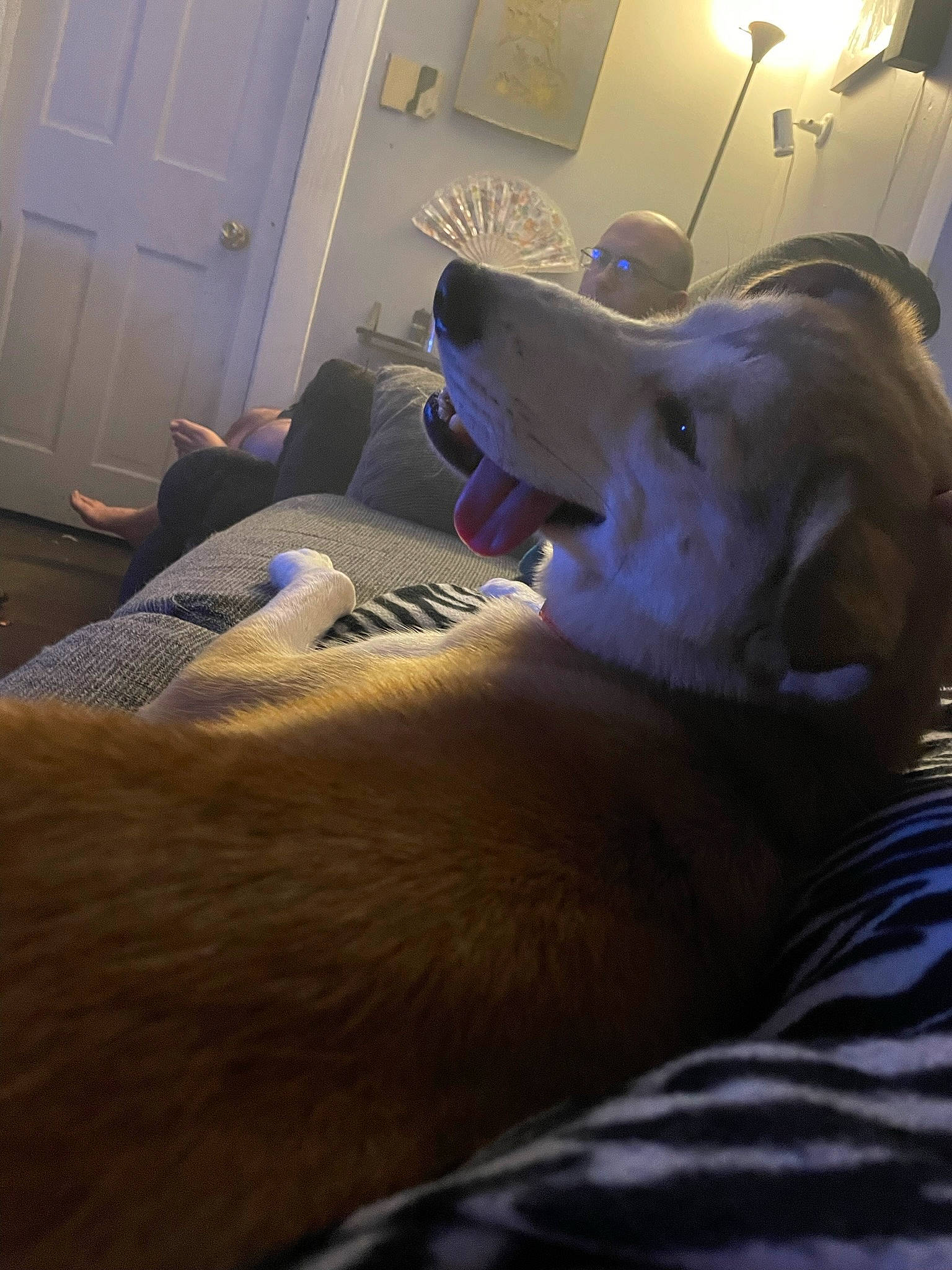 Nadja is registered to the contest to win money with this photo: canidae, carnivore, comfort, companion_dog, dog, dog_breed, door, fawn, felidae, flooring, fur, grey, room, sitting, small_to_medium_sized_cats, snout, sporting_group, whiskers, wood, working_animal