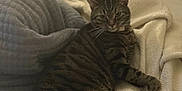 Panther joined the competition — help win amazing prizes! cat, tabby, bed, blanket, fur, pet, indoor, cozy, resting, sleepy, striped, animal, cute, domestic, feline, whiskers, paws, tail, relaxing, soft