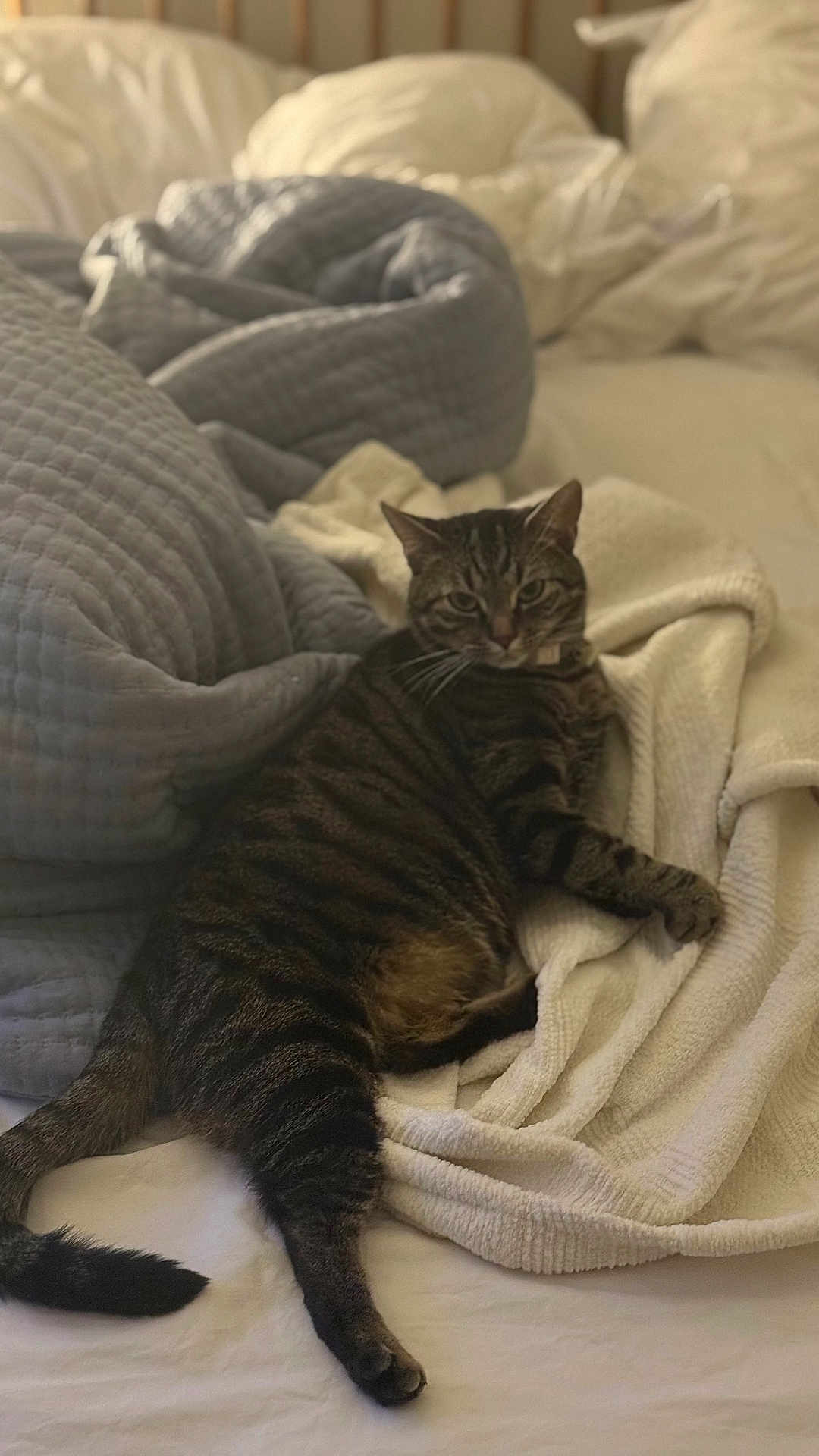 Panther joined the competition — help win amazing prizes! cat, tabby, bed, blanket, fur, pet, indoor, cozy, resting, sleepy, striped, animal, cute, domestic, feline, whiskers, paws, tail, relaxing, soft