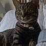 Panther is registered to the contest to win money with this photo: cat, tabby, pet, animal, indoor, bed, blanket, pillow, wooden_headboard, lamp, resting, paw, feline, collar, striped, closeup, cozy, relaxed, human_arm, domestic