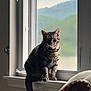 Panther joined the competition — help win amazing prizes! cat, tabby_cat, windowsill, window, indoor, pet, animal, feline, striped_fur, shark_bed, cozy, curious, natural_light, blurred_background, household, domestic_animal, resting, looking, soft_light, quiet