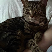 Panther is registered to the contest to win money with this photo: cat, tabby, pet, indoor, pillow, wooden_headboard, fur, whiskers, ears, eyes, legs, resting, domestic, animal, cozy, comfort, closeup, feline, collar, striped