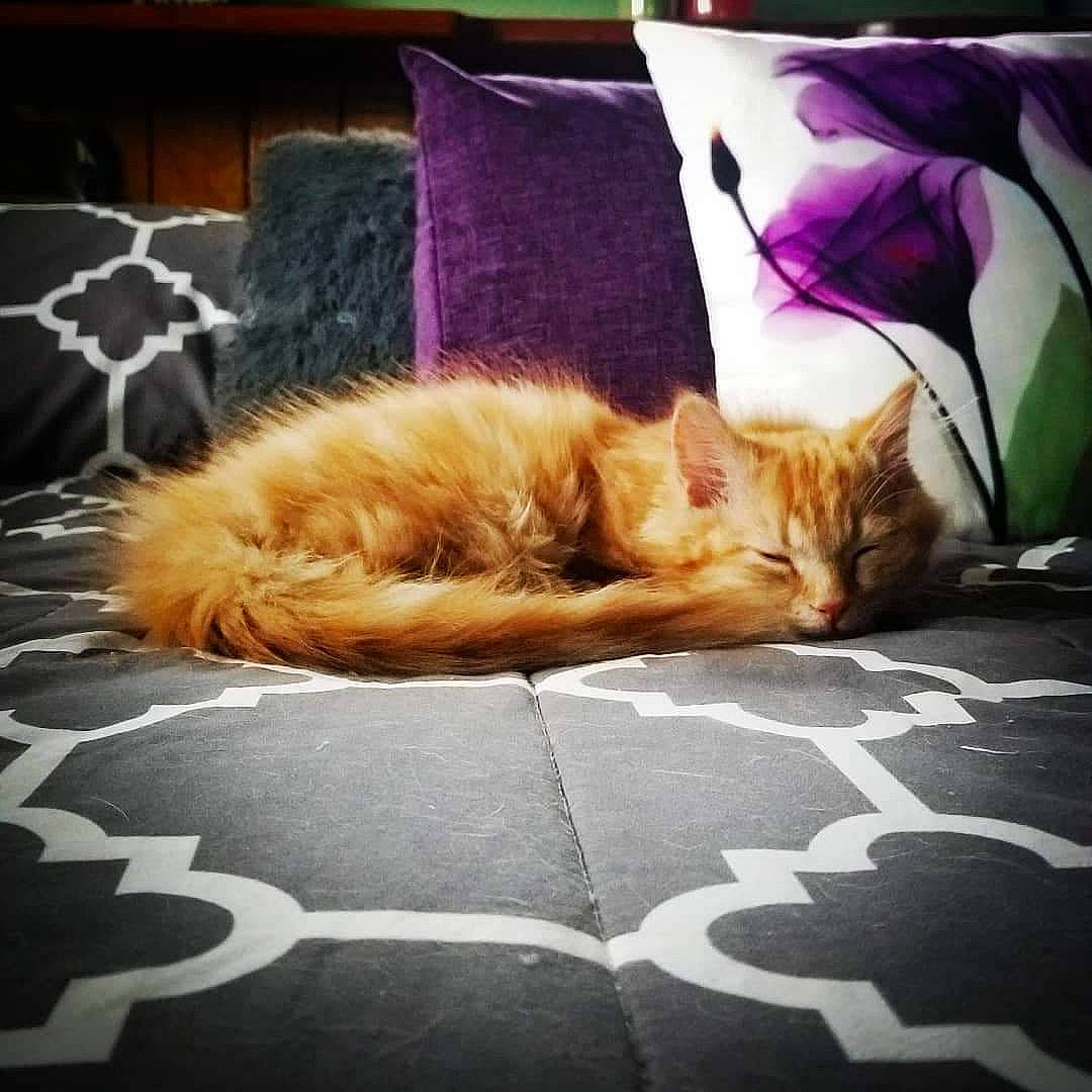 Teagan joined the competition — help win amazing prizes! bedding, carnivore, cat, cloud, comfort, domestic_short_haired_cat, fawn, felidae, flooring, fur, human_leg, linens, plant, room, small_to_medium_sized_cats, tail, textile, tints_and_shades, whiskers, wood