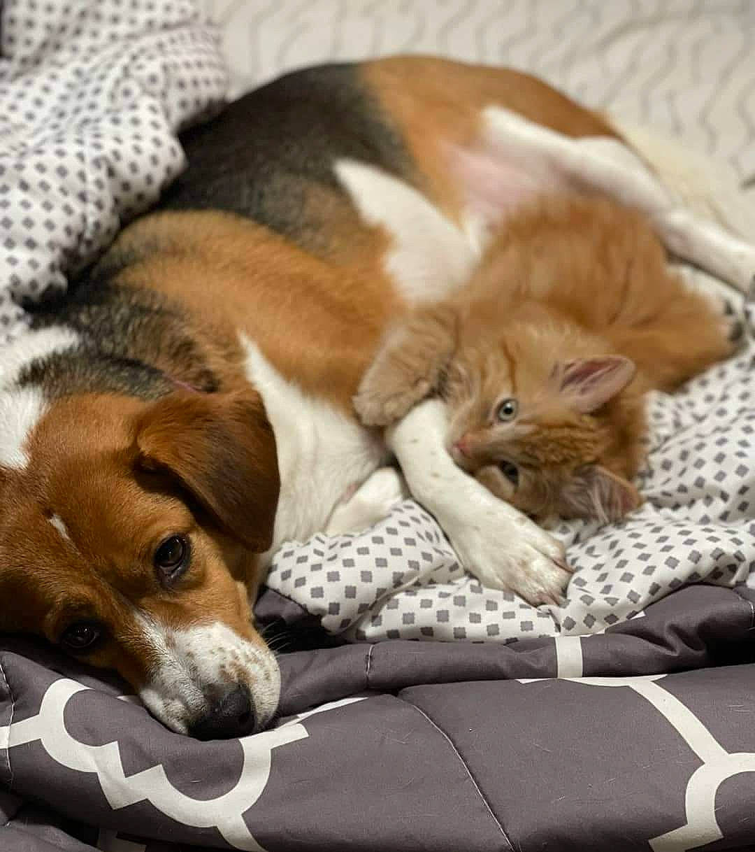 Teagan joined the competition — help win amazing prizes! beagle, canidae, carnivore, cat, cat_supply, comfort, companion_dog, dog, dog_breed, fawn, felidae, fur, hound, linens, nap, paw, scent_hound, small_to_medium_sized_cats, sporting_group, whiskers