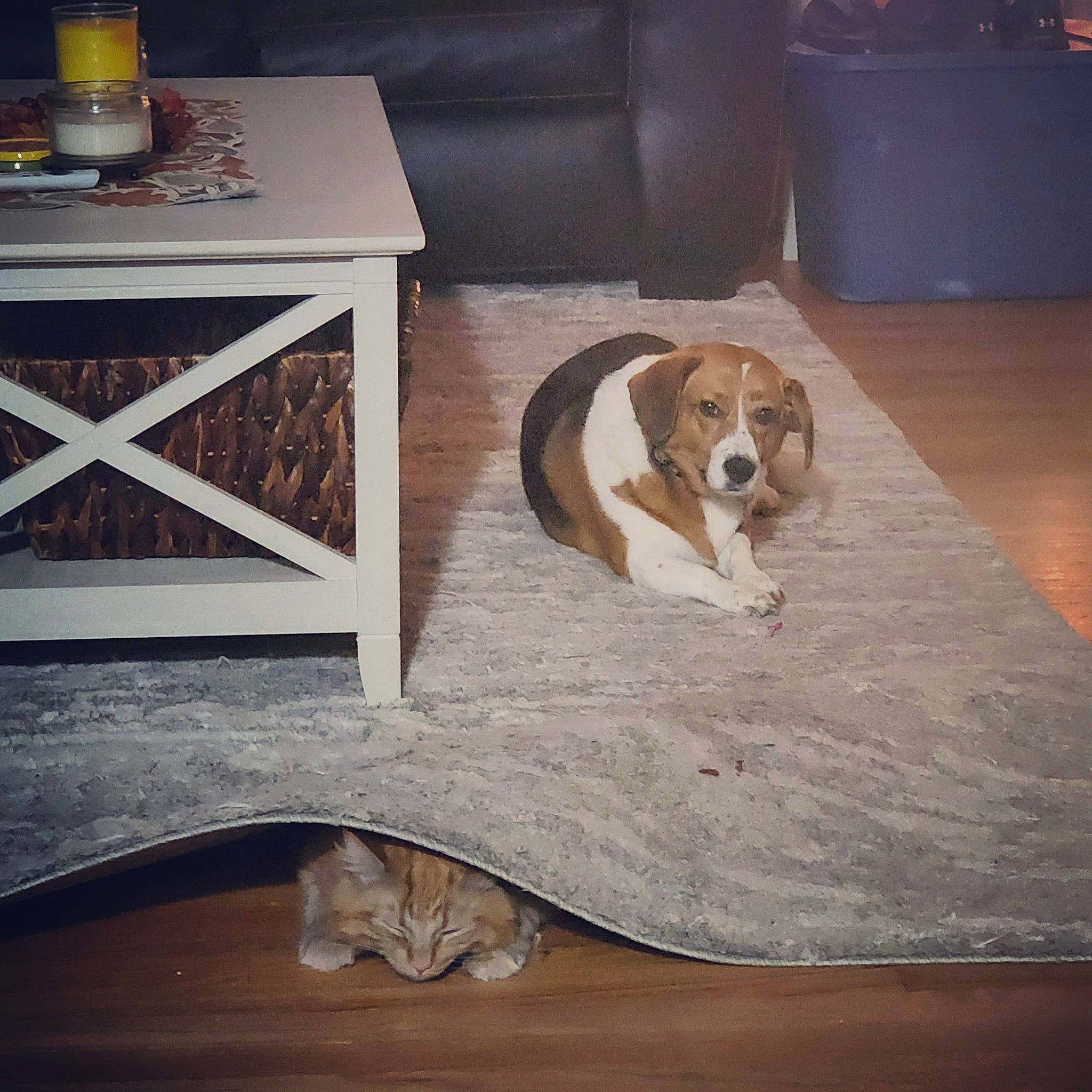 Teagan is registered to the contest to win money with this photo: carnivore, cat, comfort, companion_dog, couch, dog, dog_breed, fawn, floor, flooring, furniture, hardwood, living_room, rectangle, room, scent_hound, table, tableware, wood, wood_stain