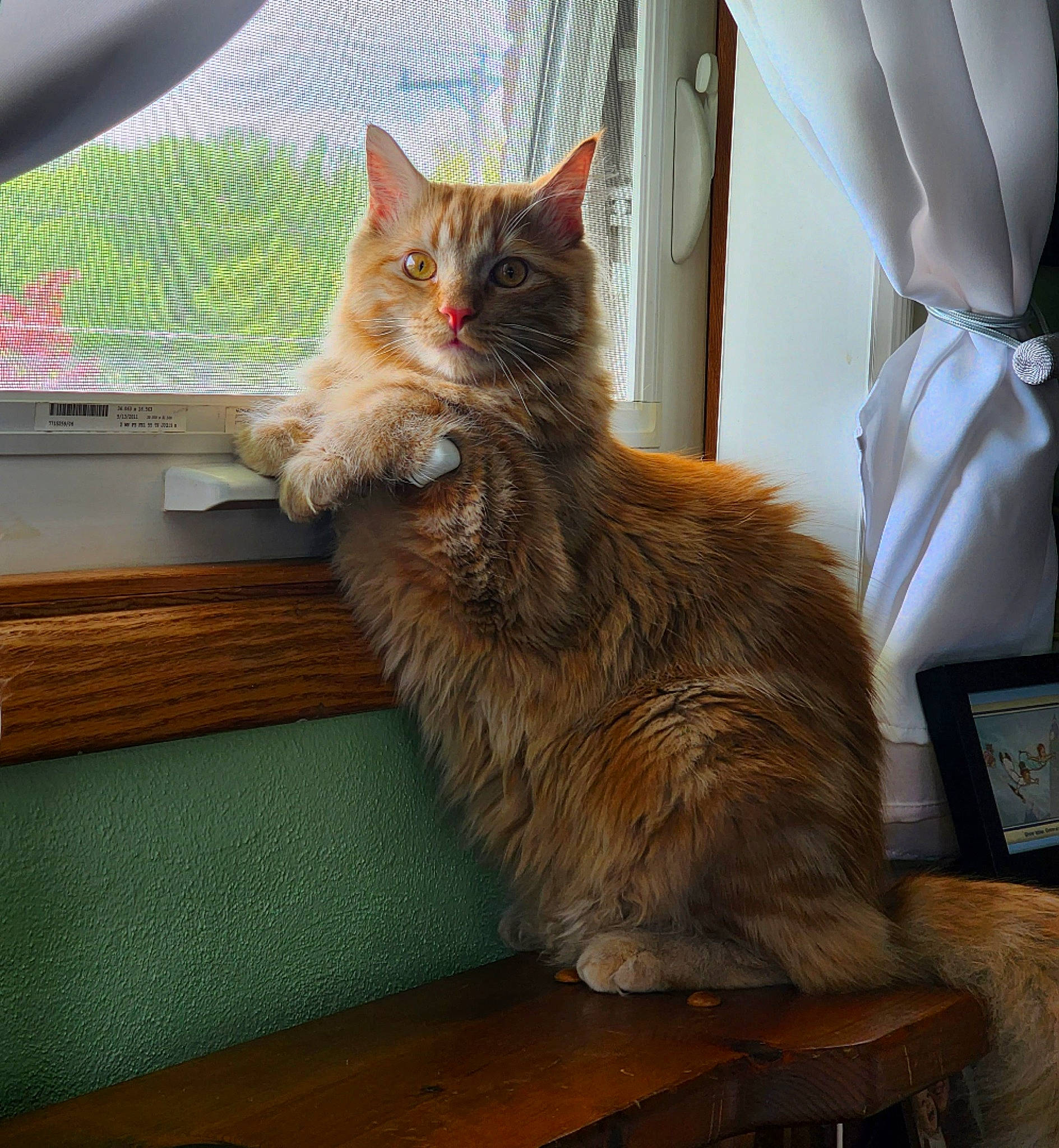 Teagan is registered to the contest to win money with this photo: box, carnivore, cat, claw, comfort, desk, domestic_short_haired_cat, fawn, felidae, flooring, fur, paw, plant, sitting, small_to_medium_sized_cats, table, tail, whiskers, window, wood