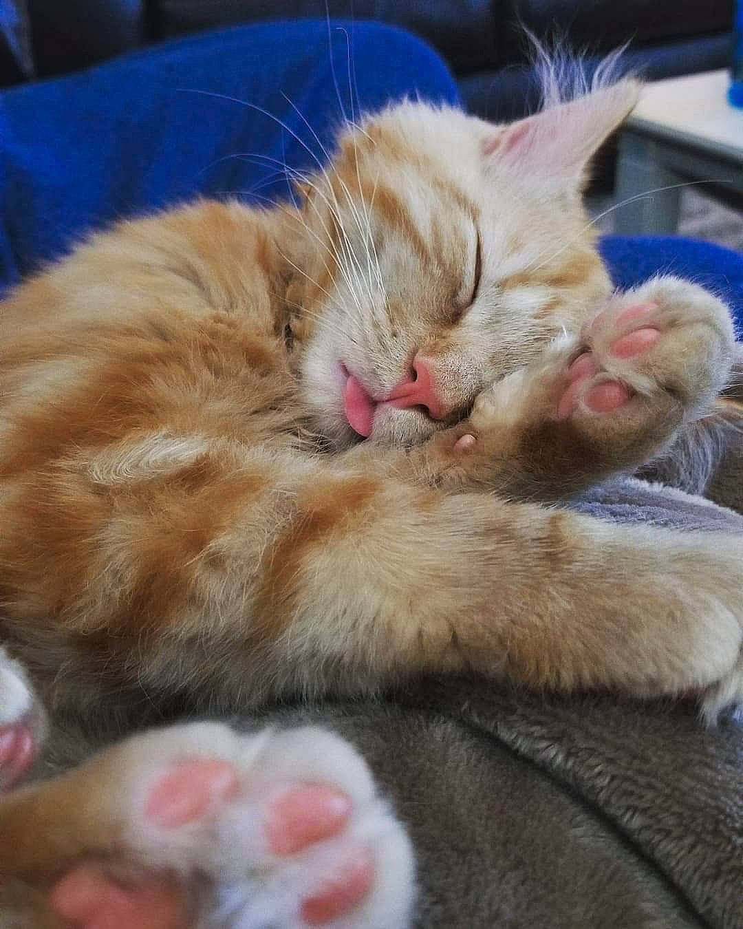 Teagan is registered to the contest to win money with this photo: carnivore, cat, cat_supply, claw, comfort, domestic_short_haired_cat, fawn, felidae, fur, nap, paw, sleep, small_to_medium_sized_cats, snout, tail, whiskers