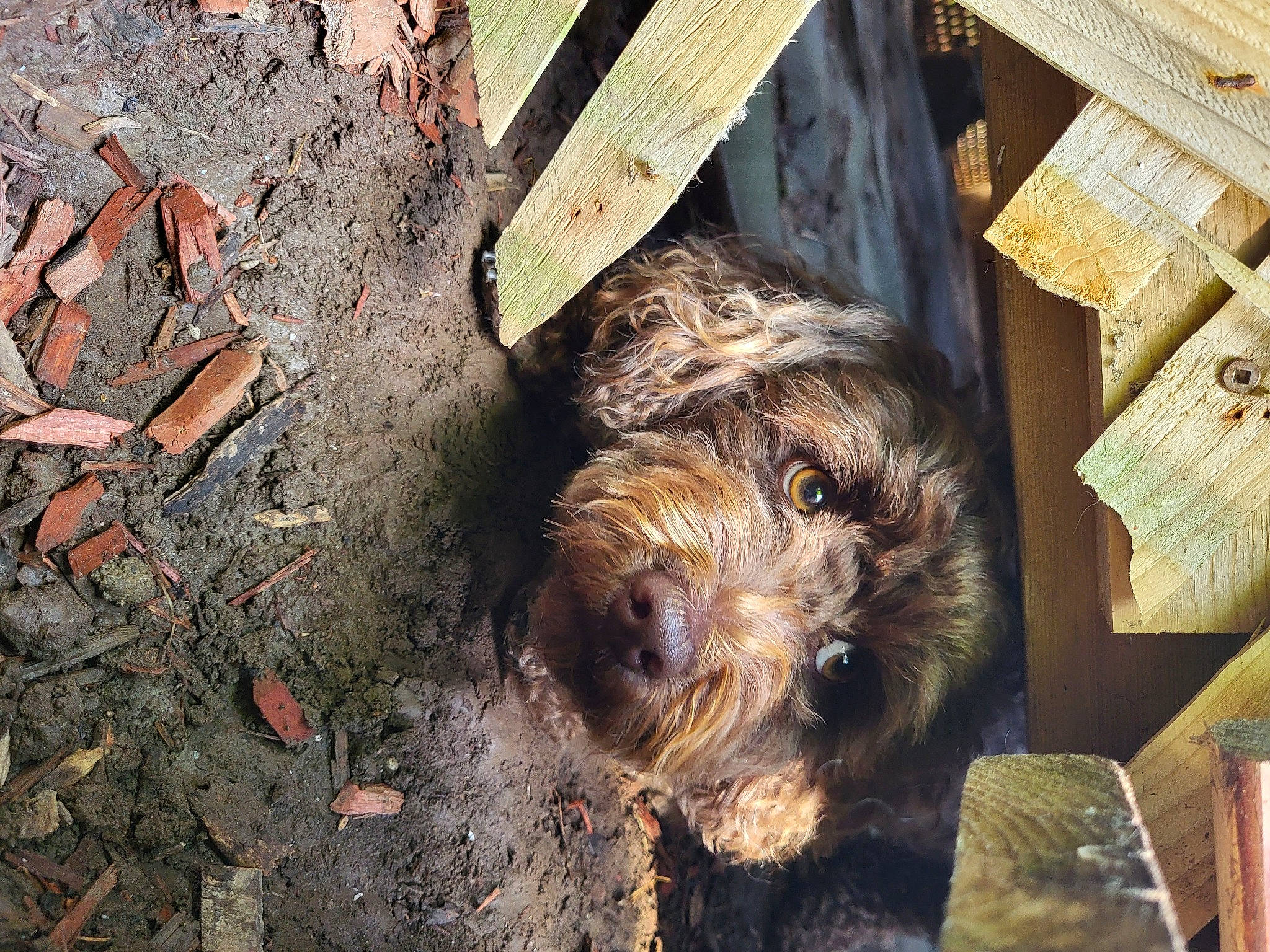 Ella joined the competition — help win amazing prizes! canidae, carnivore, companion_dog, dog, dog_breed, fawn, fur, hardwood, lumber, rock, small_terrier, snout, soil, sporting_group, terrestrial_animal, terrier, toy_dog, trunk, water_dog, wood