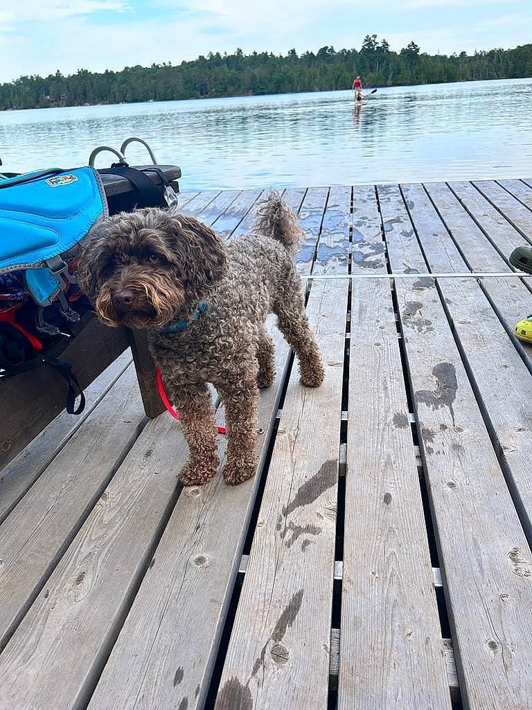 Ella is registered to the contest to win money with this photo: carnivore, cloud, collar, companion_dog, dock, dog, dog_breed, dog_collar, labradoodle, lake, leisure, poodle, sky, sporting_group, toy_dog, tree, water, water_dog, wood, working_animal