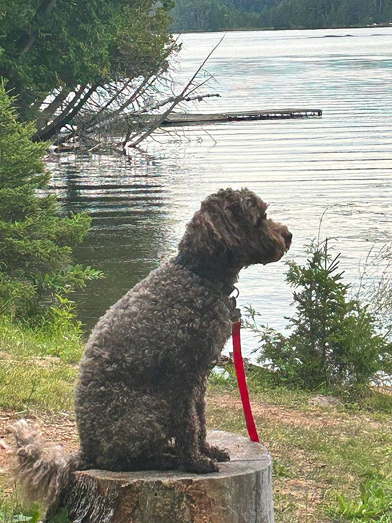 Ella is registered to the contest to win money with this photo: canidae, carnivore, companion_dog, dog, dog_breed, grass, gun_dog, lake, lake_district, landscape, plant, poodle, reservoir, sporting_group, tail, terrier, tree, water, water_dog, working_animal