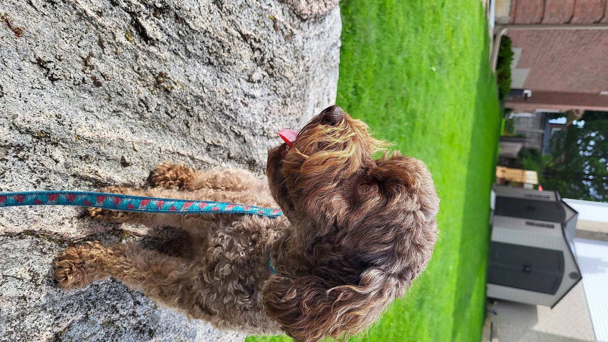 Ella is registered to the contest to win money with this photo: bedrock, collar, fawn, fur, grass, knot, liver, natural_material, plant, rock, rope, rope_rhythmic_gymnastics, sporting_group, tail, terrestrial_animal, tree, trunk, wood, wool, wrist