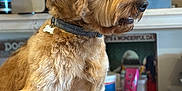 Angelina Queen is registered to the contest to win money with this photo: dog, pet, brown_fur, collar, indoor, table, grooming_tools, painting, animal, fur, canine, portrait, side_view, decor, household_items, focus, attention, domestic, mammal, companion