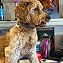 dog, pet, brown_fur, collar, indoor, table, grooming_tools, painting, animal, fur, canine, portrait, side_view, decor, household_items, focus, attention, domestic, mammal, companion