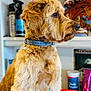 Angelina Queen is registered to the contest to win money with this photo: dog, golden_fur, pet, indoor, collar, denim_collar, fur, side_profile, animal, cute, grooming_supplies, shelf, container, red_object, blue_container, portrait, mammal, domestic_animal, companion, furry