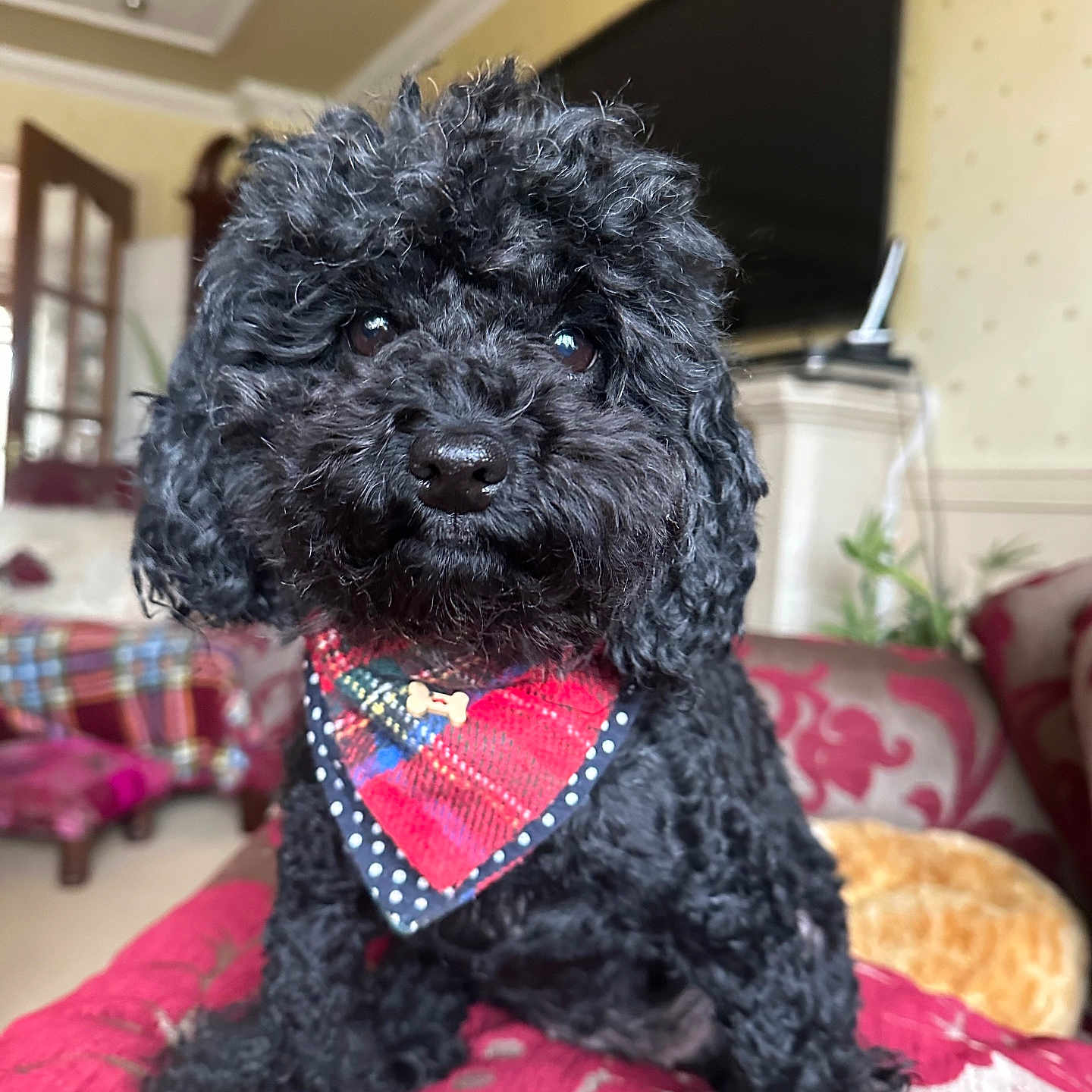 Angelina Queen is registered to the contest to win money with this photo: bandana, black_fur, bone_charm, couch, cozy, curly_fur, curtains, cute, decor, dog, furniture, indoor, living_room, pet, plant, poodle, portrait, red_bandana, television, window