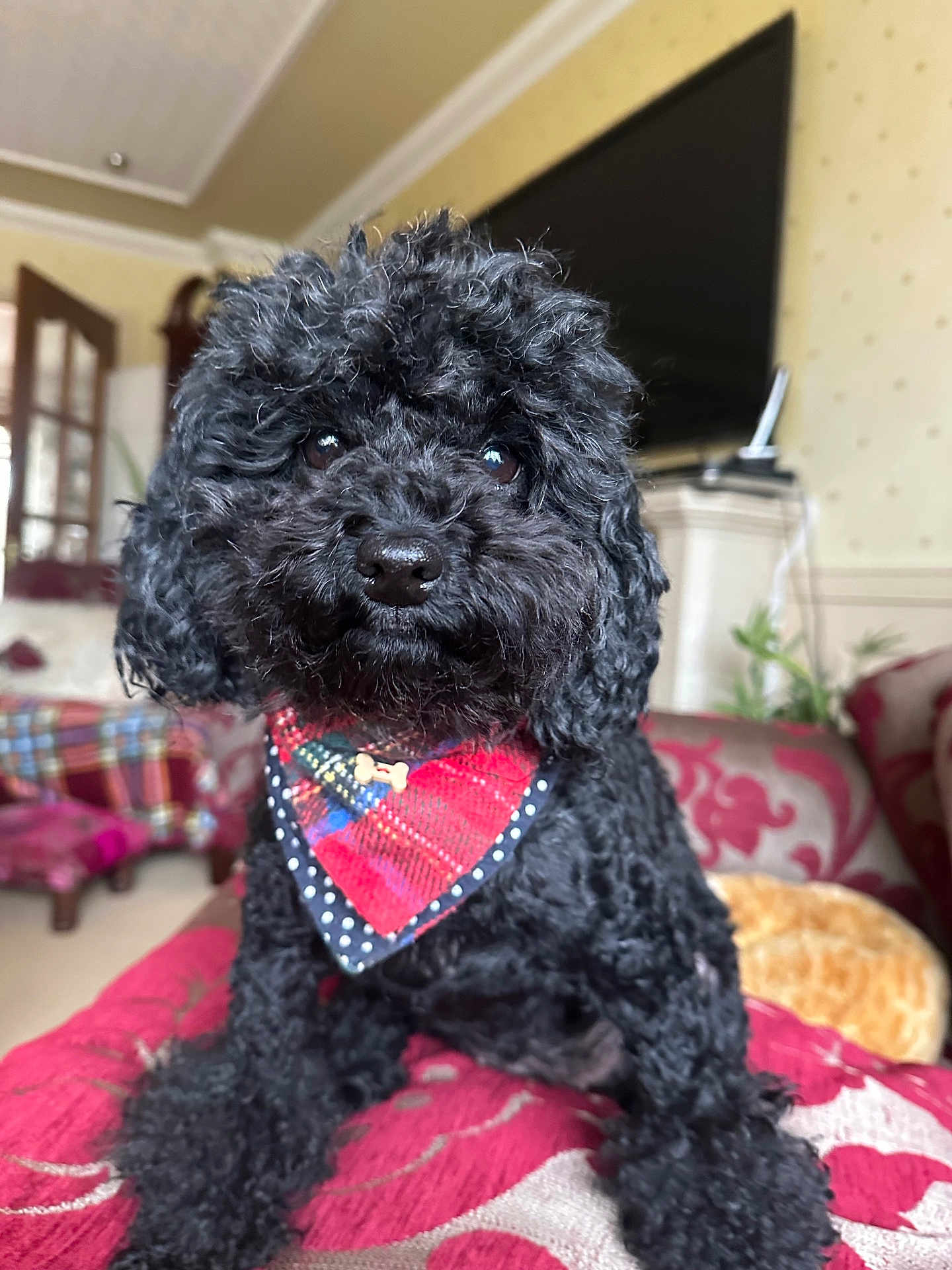 Angelina Queen is registered to the contest to win money with this photo: dog, poodle, black_fur, curly_fur, bandana, red_bandana, bone_charm, pet, indoor, living_room, couch, furniture, decor, plant, television, window, curtains, cozy, portrait, cute