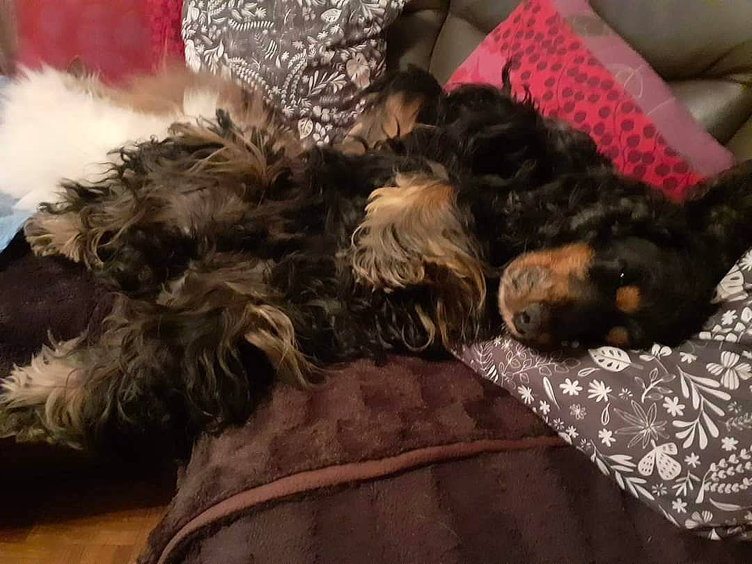 Iroy a rejoint le concours — aidez-le/la à gagner de superbes lots ! canidae, carnivore, comfort, companion_dog, couch, dog, dog_breed, felidae, fur, linens, liver, nap, schnauzer, small_terrier, small_to_medium_sized_cats, sporting_group, tail, terrier, toy_dog, water_dog