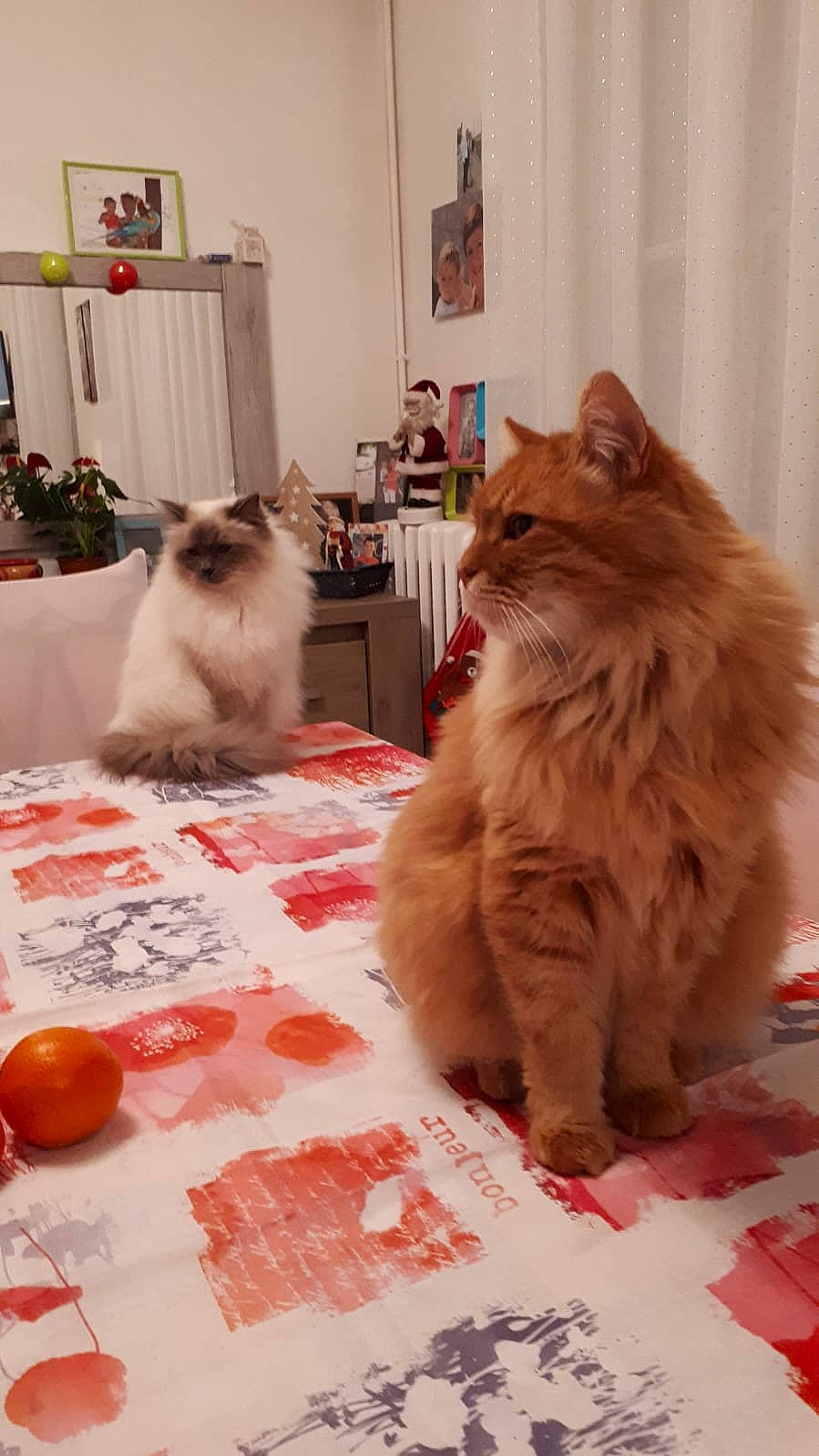 Moustik participe au concours pour gagner de l'argent avec cette photo : box, carnivore, cat, claw, companion_dog, fawn, felidae, flooring, fur, hardwood, houseplant, mammal, picture_frame, room, siamese, small_to_medium_sized_cats, tail, vertebrate, whiskers, wood