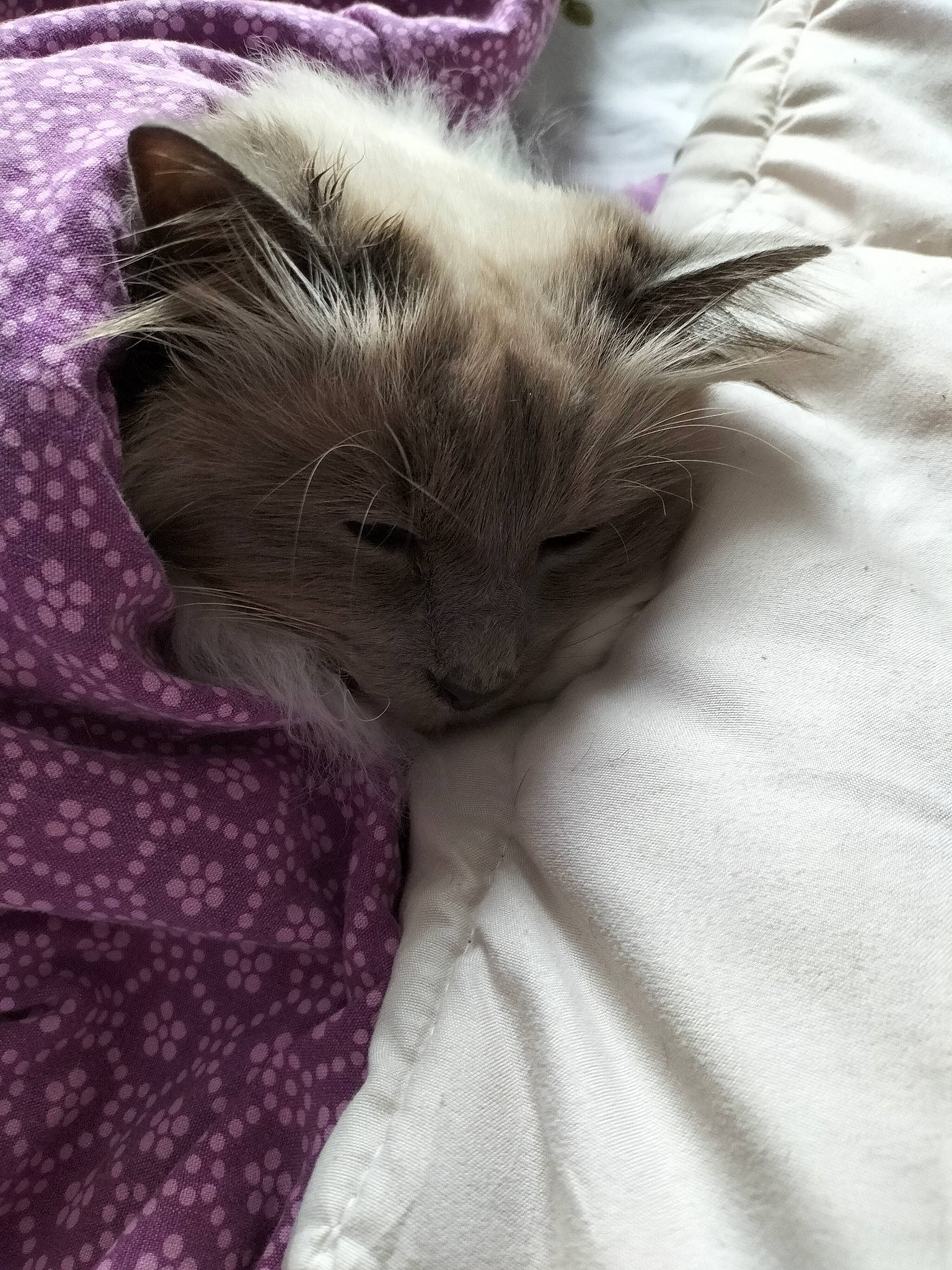 Moustik a rejoint le concours — aidez-le/la à gagner de superbes lots ! birman, carnivore, cat, cat_bed, cat_supply, claw, comfort, fawn, felidae, fur, grey, linens, nap, pattern, paw, ragdoll, small_to_medium_sized_cats, snout, tail, whiskers