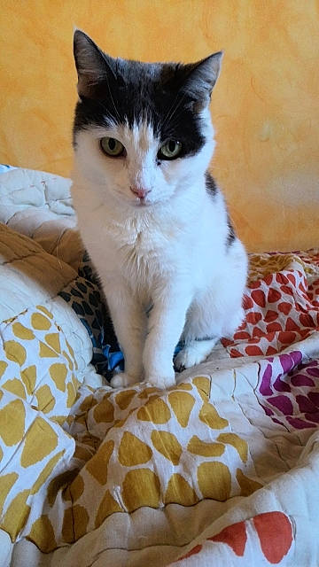 Lea a rejoint le concours — aidez-le/la à gagner de superbes lots ! bedding, carnivore, cat, cat_supply, claw, comfort, domestic_short_haired_cat, eye, felidae, foot, fur, linens, pattern, paw, pet_supply, sitting, small_to_medium_sized_cats, snout, tail, whiskers