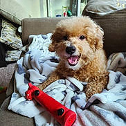 Benji joined the competition — help win amazing prizes! dog, toy, blanket, couch, indoor, pet, smiling, happy, curly_fur, red_toy, cozy, relaxed, home, fur, animal, mouth_open, playful, comfort, living_room, cute