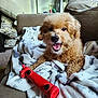 dog, toy, blanket, couch, indoor, pet, smiling, happy, curly_fur, red_toy, cozy, relaxed, home, fur, animal, mouth_open, playful, comfort, living_room, cute