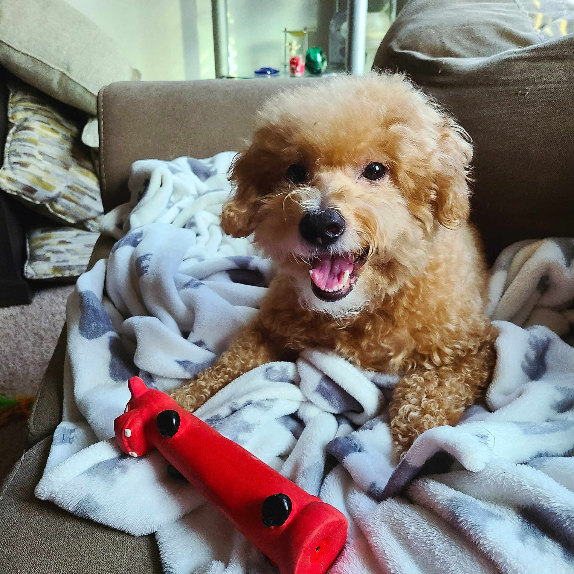 Benji joined the competition — help win amazing prizes! dog, toy, blanket, couch, indoor, pet, smiling, happy, curly_fur, red_toy, cozy, relaxed, home, fur, animal, mouth_open, playful, comfort, living_room, cute