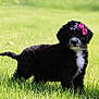 Rose joined the competition — help win amazing prizes! puppy, dog, black_and_white, bow, grass, outdoor, cute, pet, animal, young, fur, curious, nature, playful, adorable, standing, small, mammal, pink_bow, summer