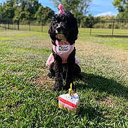 Rose is registered to the contest to win money with this photo: dog, birthday, costume, pink, grass, outdoor, toy, cake, celebration, pet, animal, festive, hat, cute, black_dog, sunny, nature, fence, park, happy