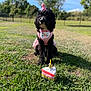 dog, birthday, costume, pink, grass, outdoor, toy, cake, celebration, pet, animal, festive, hat, cute, black_dog, sunny, nature, fence, park, happy