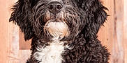 Rose is registered to the contest to win money with this photo: dog, black_and_white, curly_fur, pink_bow, pink_outfit, pet, portrait, studio, wooden_background, cute, fluffy, animal, mammal, indoors, looking_up, fur, adorable, fashion, costume, domestic_animal