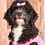 dog, black_and_white, curly_fur, pink_bow, pink_outfit, pet, portrait, studio, wooden_background, cute, fluffy, animal, mammal, indoors, looking_up, fur, adorable, fashion, costume, domestic_animal