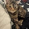 Zoey joined the competition — help win amazing prizes! cat, tabby_cat, feline, pet, animal, close_up, portrait, green_eyes, whiskers, ears, striped_fur, brown_fur, relaxed, sitting, crossed_legs, bed, blanket, pillows, indoors, cozy