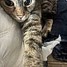 cat, tabby, feline, pet, animal, face, eyes, whiskers, paw, fur, striped_fur, brown, gray, close_up, portrait, indoors, blanket, couch, cozy, looking_at_camera