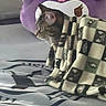 Zoey is registered to the contest to win money with this photo: cat, kitten, sleeping, bed, blanket, purple, patterned, indoors, cozy, pet, furry, tabby, relaxed, nap, bedding, skull_design, fabric, home, cute, portrait