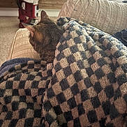 Zoey joined the competition — help win amazing prizes! cat, tabby_cat, pet, animal, blanket, cozy, sleeping, resting, couch, sofa, living_room, home, indoors, furry, ears, back_view, textile, patterned_blanket, wooden_wall, toy_vehicle