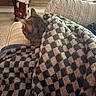 cat, tabby_cat, pet, animal, blanket, cozy, sleeping, resting, couch, sofa, living_room, home, indoors, furry, ears, back_view, textile, patterned_blanket, wooden_wall, toy_vehicle