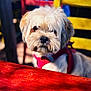 dog, white_dog, fluffy, pet, animal, red_harness, chair, table, outdoor, daylight, colorful, shaggy_hair, cute, domestic_animal, furniture, closeup, portrait, blurred_background, curious, friendly