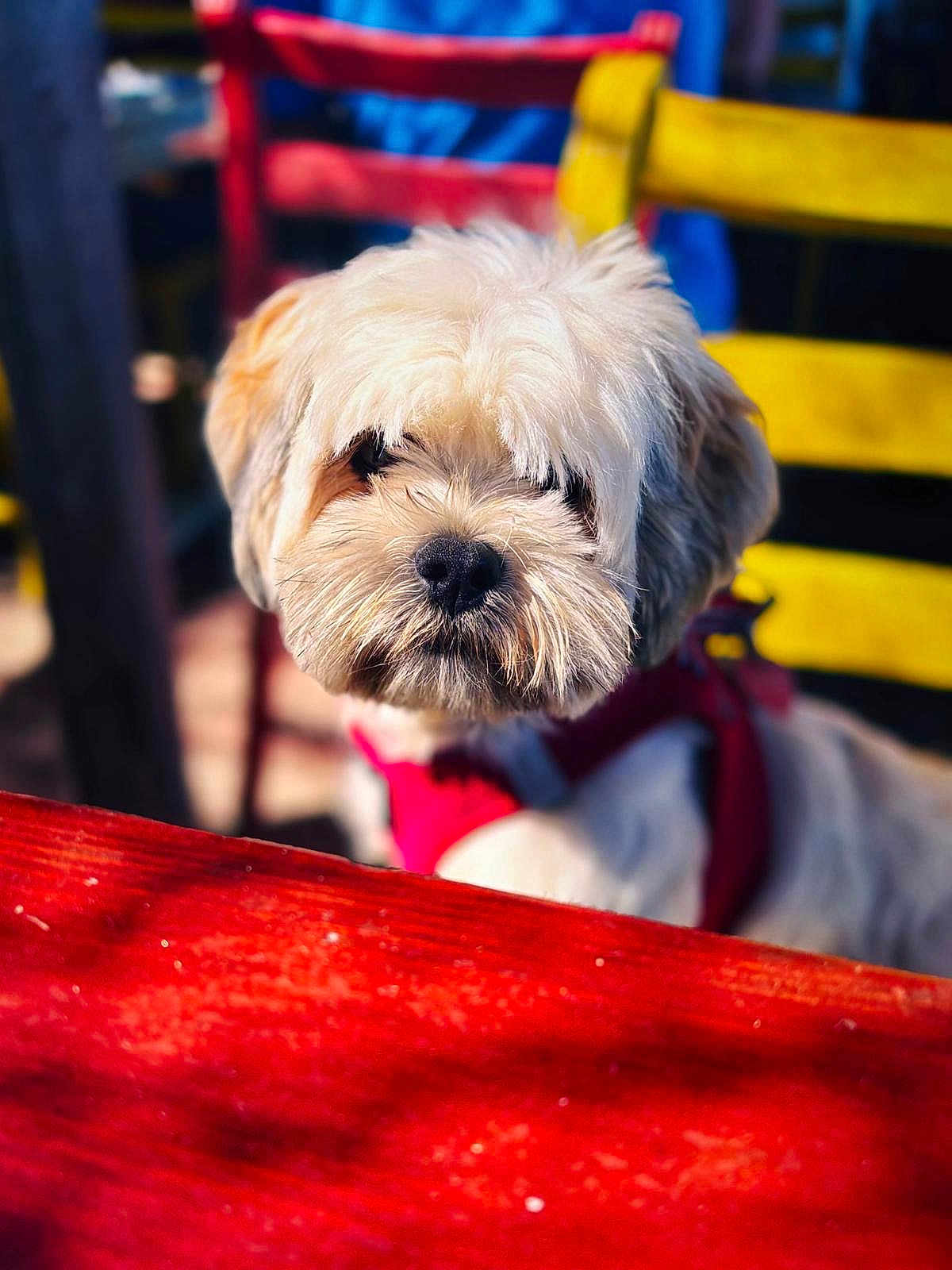Lola participe au concours pour gagner de l'argent avec cette photo : dog, white_dog, fluffy, pet, animal, red_harness, chair, table, outdoor, daylight, colorful, shaggy_hair, cute, domestic_animal, furniture, closeup, portrait, blurred_background, curious, friendly