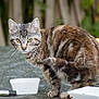 cat, tabby, animal, pet, feline, outdoor, table, bowl, food, curious, eyes, whiskers, fur, nature, blurred_background, green_eyes, domestic_cat, standing, closeup, alert