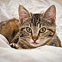 Indira participe au concours pour gagner de l'argent avec cette photo : cat, tabby, pet, animal, feline, whiskers, ears, eyes, closeup, portrait, bed, blanket, cozy, soft, cute, resting, fur, indoor, domestic, curious