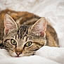 Indira participe au concours pour gagner de l'argent avec cette photo : cat, tabby_cat, pet, animal, feline, close_up, whiskers, ears, green_eyes, fur, sleepy, resting, blanket, soft, indoor, cute, domestic_animal, cozy, relaxed, portrait
